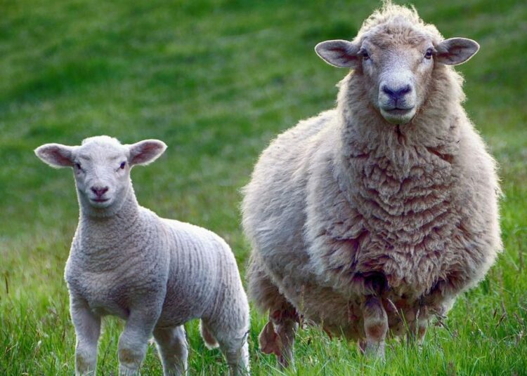 Crescătorii de oi și capre pot solicita plăți directe per cap de animal