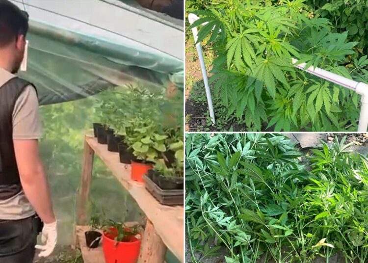 FOTO // Creșteau cânepă în propriile gospodării. Poliția a descins la doi bărbați din Egorovca, Fălești