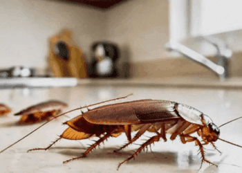 Criză sanitară în Roma: Capitala Italiei este invadată de gândaci de bucătărie