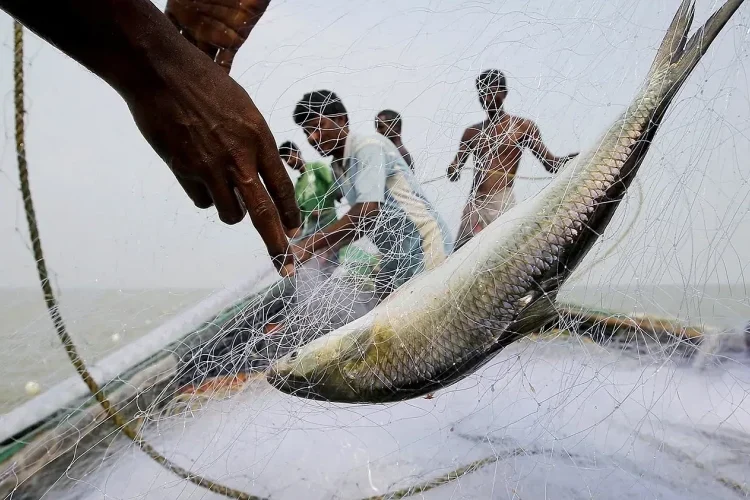 Un pescar a prins 29 de pești rari și a devenit milionar peste noapte