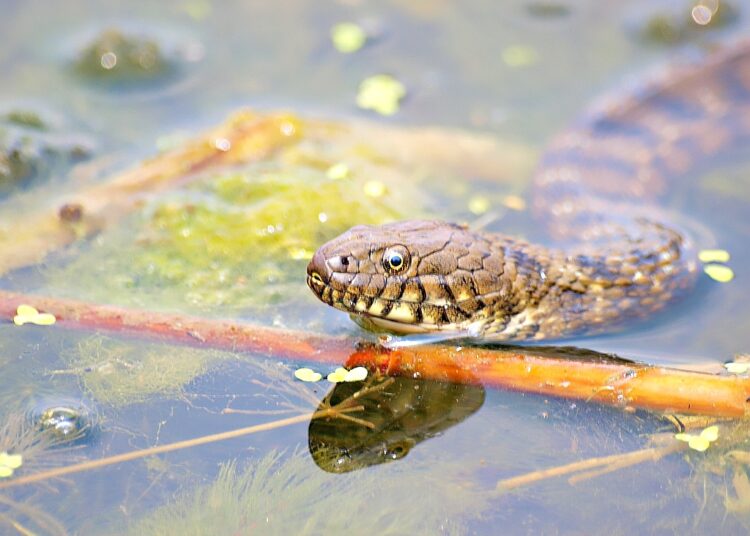 Invazie de șerpi în Ibiza. Turiștii se tem să intre în apă
