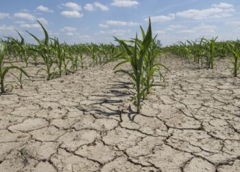 30–40% din terenurile agricole ale R. Moldova, afectate de secetă și degradare: „Protejarea solului este o responsabilitate comună”