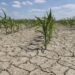 30–40% din terenurile agricole ale R. Moldova, afectate de secetă și degradare: „Protejarea solului este o responsabilitate comună”