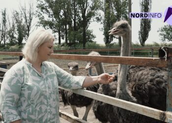 VIDEO // O mică grădină zoologică, dezvoltată la periferia satului Pelinia: struți, păuni sau iepuri. Ferma vinde cele mai naturale produse