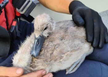 FOTO // Un pui de lebedă, salvat după ce a rămas blocat într-o plasă de pescuit