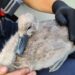 FOTO // Un pui de lebedă, salvat după ce a rămas blocat într-o plasă de pescuit
