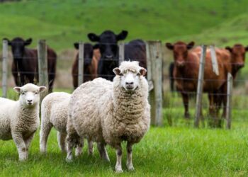 Două proiecte care consolidează sistemul de sănătate animală din R. Moldova, aprobate de Guvern