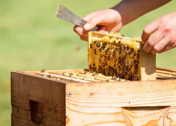 Apicultura din R. Moldova, pusă la încercare de secetă și randamente scăzute. Autoritățile caută soluții