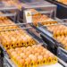 R. Moldova înregistrează o creștere record a exporturilor de ouă către UE