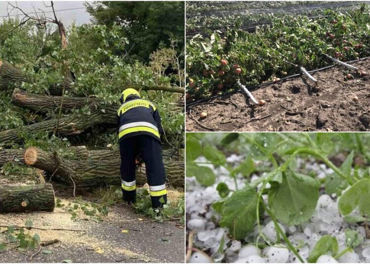 FOTO // Furtuna și ploaia au provocat pagube mari în nordul țării: Culturi compromise, copaci doborâți și localități fără curent