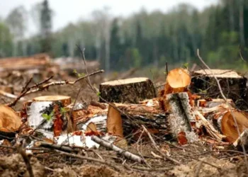 Amenzi mai dure pentru tăieri ilicite. Până la 2 230 de lei pentru un singur arbore tăiat ilegal