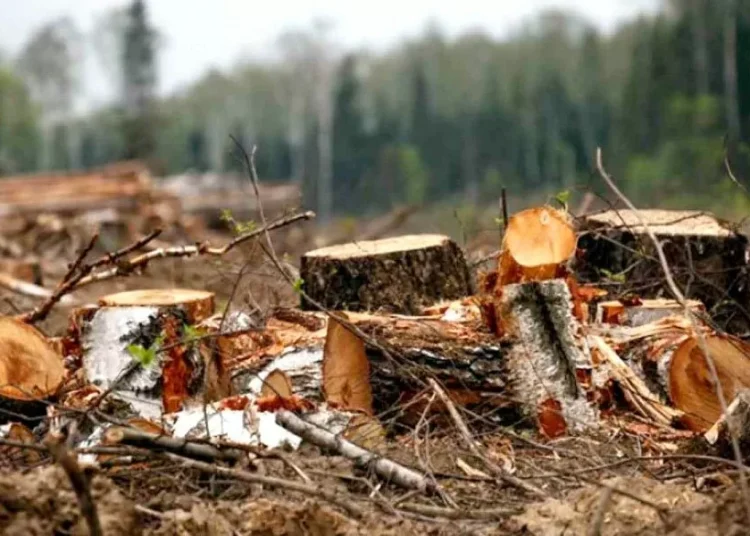 Amenzi mai dure pentru tăieri ilicite. Până la 2 230 de lei pentru un singur arbore tăiat ilegal