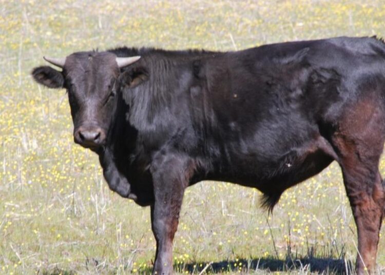 Copilă de 10 ani, luată în coarne de un bou, la Briceni