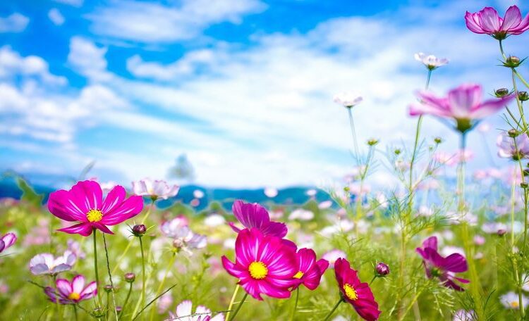 METEO// Vreme frumoasă, cer predominant senin și fără precipitații