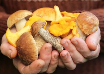 Patru persoane au ajuns la spital după ce au consumat ciuperci culese dintr-o pădure din raionul Edineț