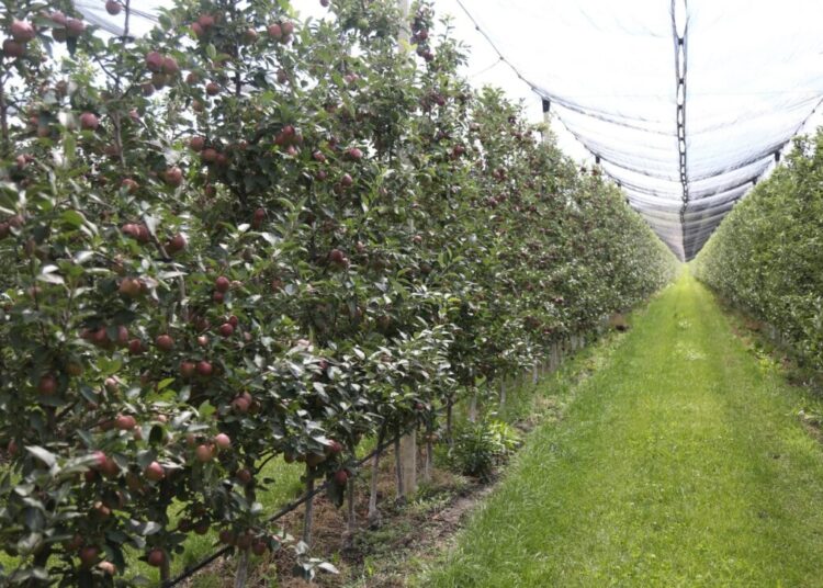 Fructele crescute la Ocnița cuceresc consumatorii din UE, dar și piețe îndepărtate, precum India sau Dubai