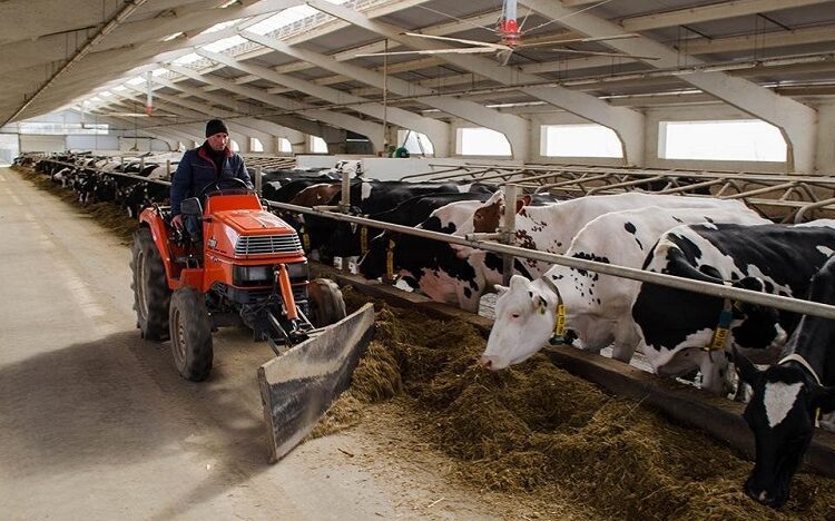 Vești bune pentru fermieri! Începe un nou apel pentru plăți directe în sectorul zootehnic