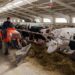 Vești bune pentru fermieri! Începe un nou apel pentru plăți directe în sectorul zootehnic
