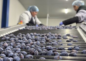 Întreprinderile micro și mici din agricultură pot obține 150 mii de euro pentru activități de procesare, ambalare și depozitare