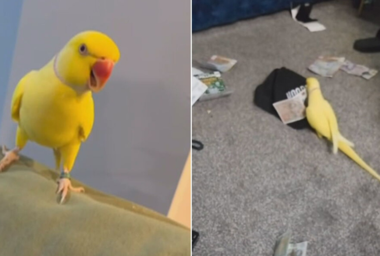 Un papagal vorbitor și-a trădat stăpânii – traficanți de droguri