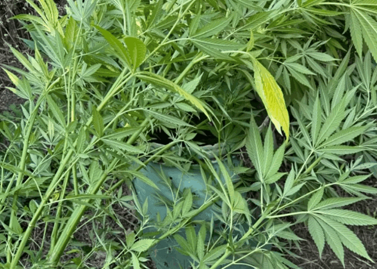 VIDEO// Creșteau cânepă pentru a o comercializa. Doi tineri din raionul Drochia, reținuți