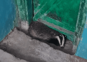 VIDEO// Un bursuc a intrat în scara unui bloc locativ din Bălți. A fost nevoie de intervenția pompierilor