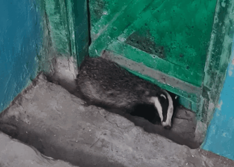 VIDEO// Un bursuc a intrat în scara unui bloc locativ din Bălți. A fost nevoie de intervenția pompierilor