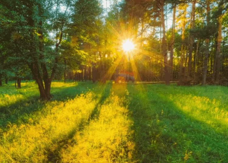 METEO// Zi cu soare și fără precipitații