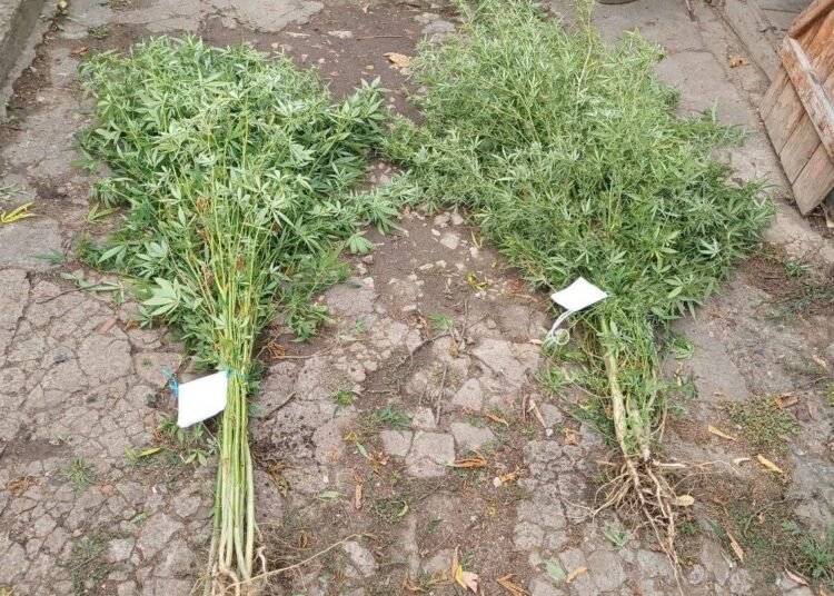 FOTO // Plante de cânepă depistate în raionul Florești