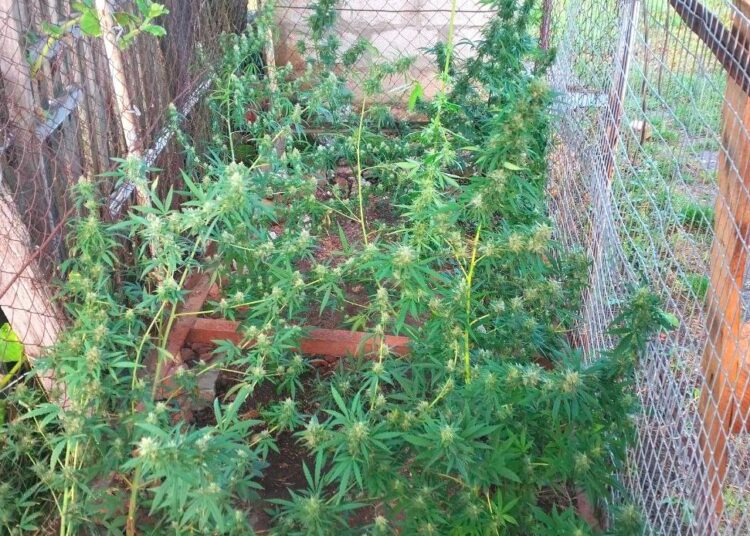 Percheziții la Edineț în dosare de droguri și tutungerie ilegală – prejudiciu estimat la 300.000 de lei