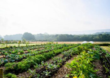 Legumicultorii din nordul țării, instruiți despre managementul inteligent al dăunătorilor