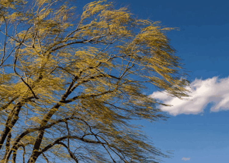 Atenție! Pentru mâine e anunțat Cod Galben de vânt