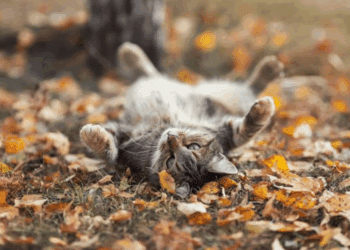 METEO // Temperaturi înalte pentru toamnă. Vezi câte grade vor fi astăzi