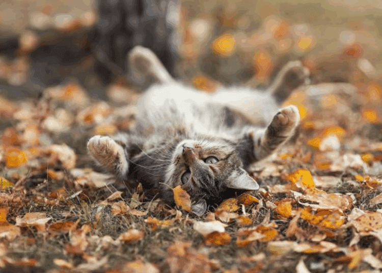 METEO // Temperaturi înalte pentru toamnă. Vezi câte grade vor fi astăzi