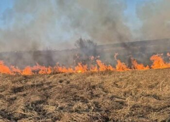 Amenzi de peste un milion de lei au fost puse oamenilor care au dat foc vegetației uscate