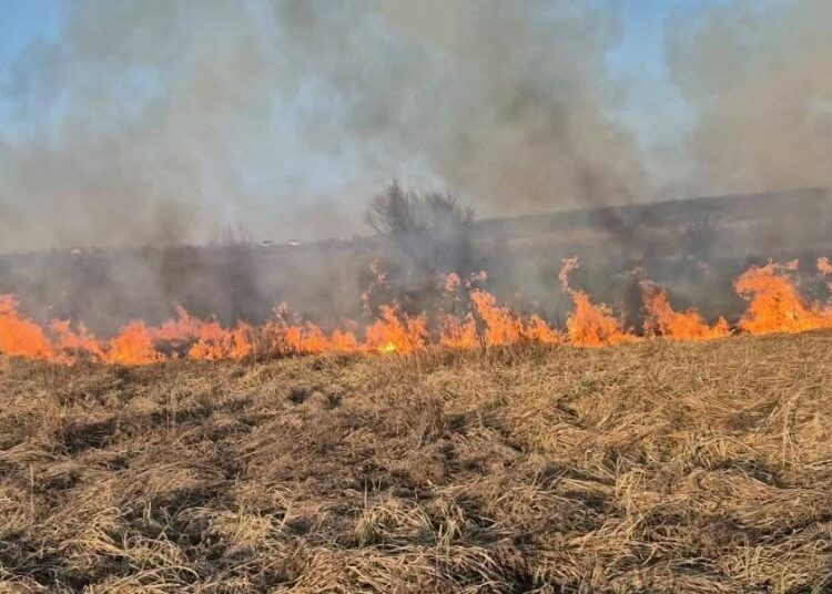 Amenzi de peste un milion de lei au fost puse oamenilor care au dat foc vegetației uscate