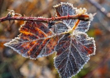 Atenție! Se prevăd înghețuri de până la -2 grade în aer