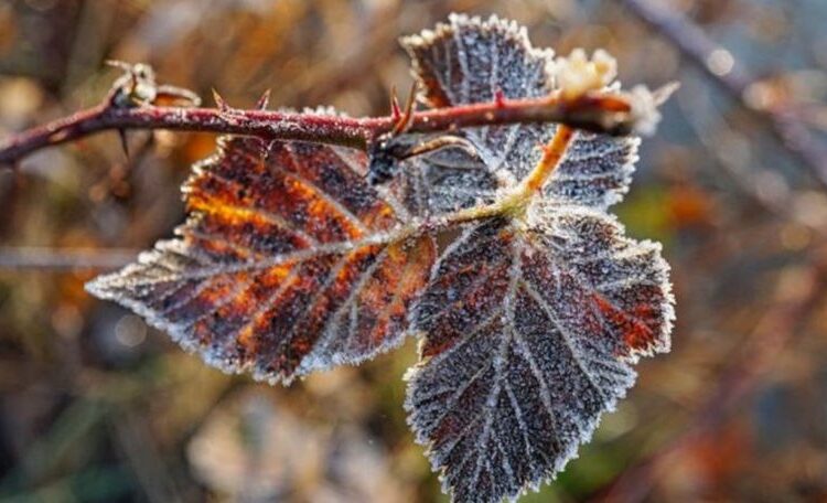 Atenție! Se prevăd înghețuri de până la -2 grade în aer