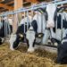 Хорошие новости для фермеров! Производители крупного рогатого скота, овец и коз могут подать заявку на финансирование для модернизации своих ферм