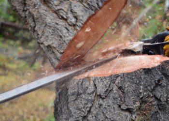 Tragedie într-o pădure din Șoldănești. Un bărbat a murit, după ce peste el a căzut o crenagă