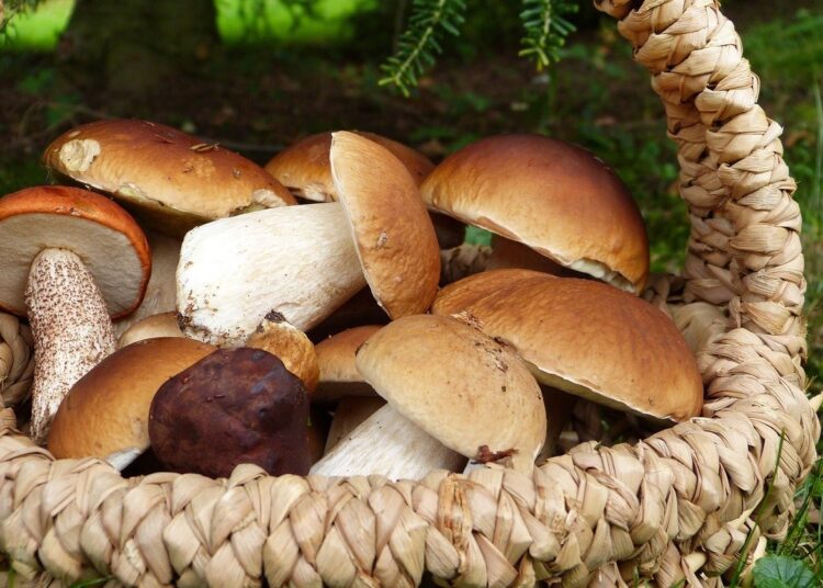 Cinci persoane din satul Danu, raionul Glodeni, au ajuns la spital, după ce s-au intoxicat cu ciuperci