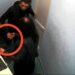 VIDEO // O avocată din Bălți, reținută în timp ce transmitea droguri clientului său chiar în penitenciar
