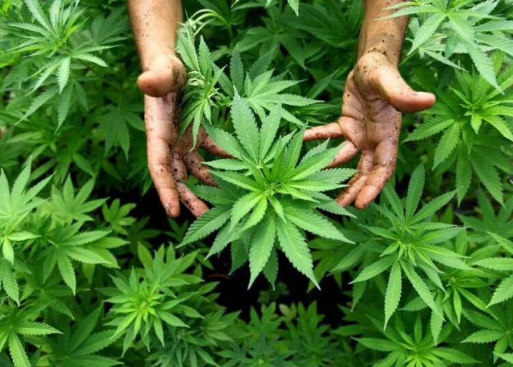 VIDEO // Cultiva cânepă într-o zonă izolată din pădure în raionul Edineț. Un bărbat de 47 de ani arestat pentru 30 de zile