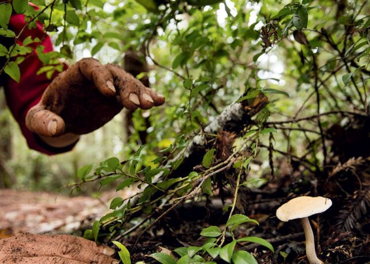 Пять человек из села Дaну, района Глодяны, попали в больницу после отравления грибами