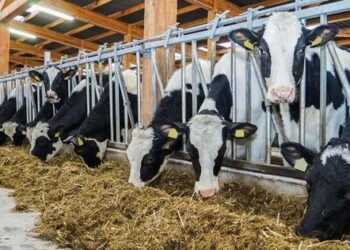 Vești bune pentru fermieri! Crescătorii de bovine, ovine și caprine pot solicita finanțare pentru modernizarea fermelor