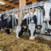 Vești bune pentru fermieri! Crescătorii de bovine, ovine și caprine pot solicita finanțare pentru modernizarea fermelor