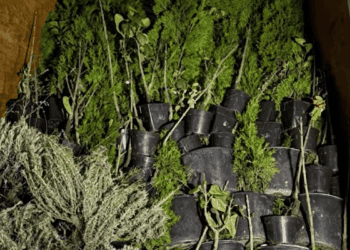 VIDEO // Contrabandă de amploare la Lipcani, 1.890.000 de țigarete ascunse printre plante decorative. Șase persoane din raionul Briceni, reținute