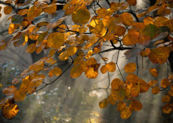 METEO // Zi cu puțin soare astăzi. Câte grade se vor înregistra