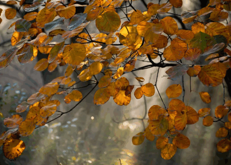 METEO // Zi cu puțin soare astăzi. Câte grade se vor înregistra