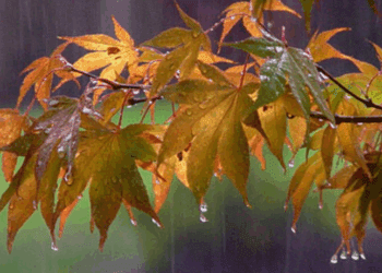 METEO // Ploile sunt așteptate până la sfârșit de săptămână. Vezi câte grade vor fi astăzi